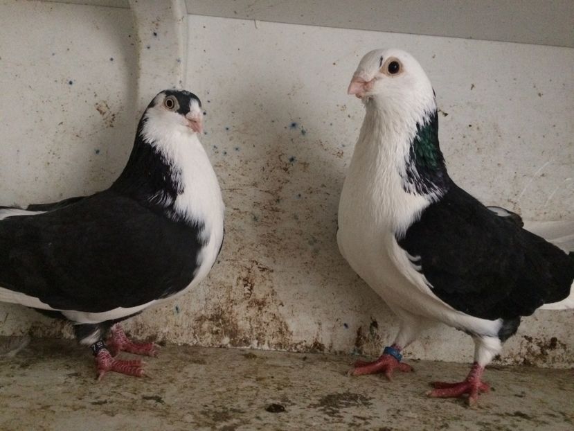  - 2-Perechi galateni 2019