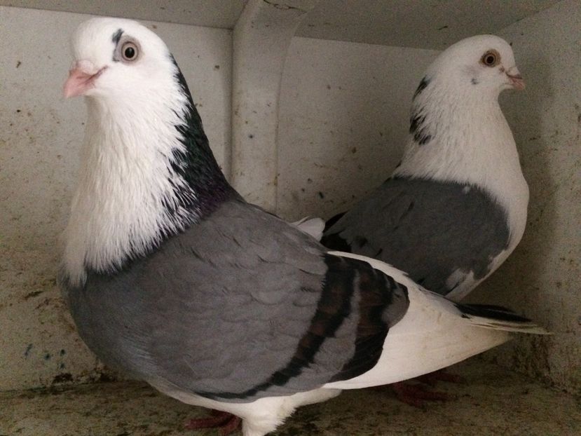 21 - 2-Perechi galateni 2019