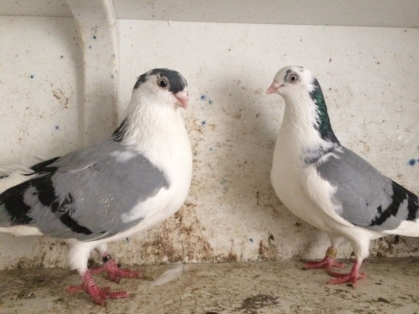 22 - 2-Perechi galateni 2019