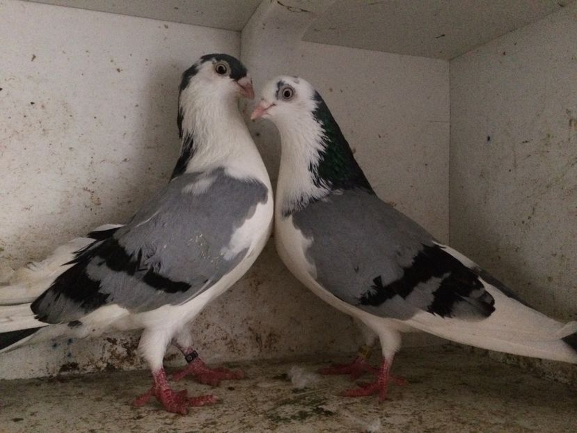  - 2-Perechi galateni 2019