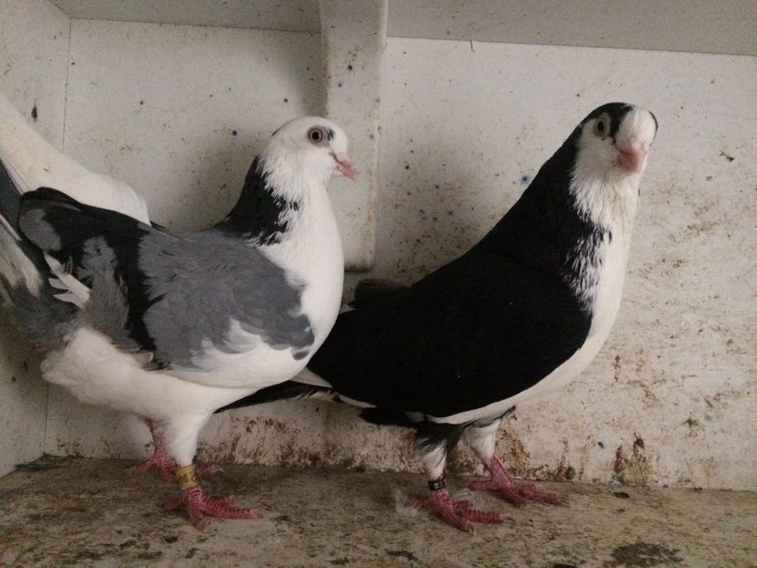  - 2-Perechi galateni 2019