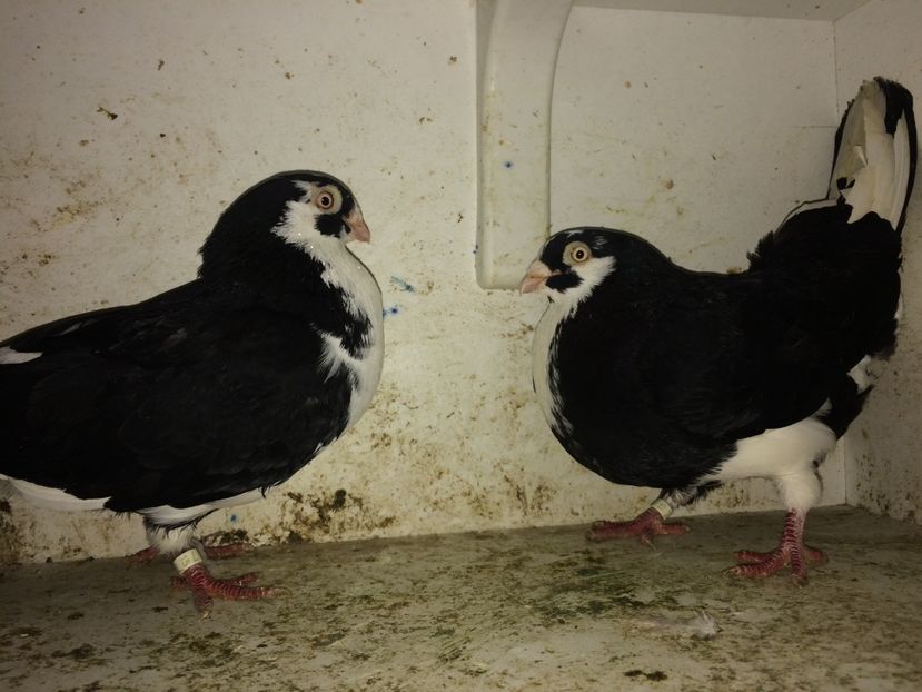 24 - 2-Perechi galateni 2019