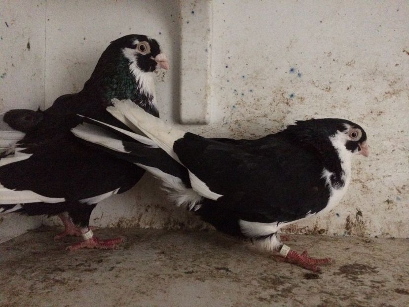  - 2-Perechi galateni 2019