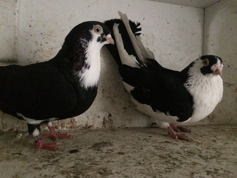 25 - 2-Perechi galateni 2019