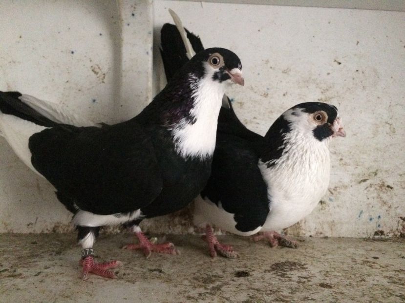  - 2-Perechi galateni 2019