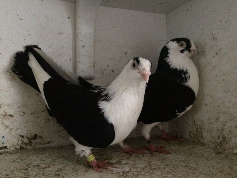 26 - 2-Perechi galateni 2019