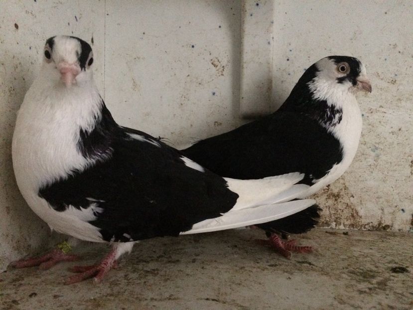  - 2-Perechi galateni 2019