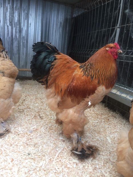 63446F5A-21C3-442E-80D1-453D579773A2 - 2019 Brahma Columbia