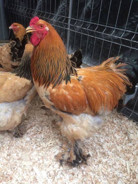 AAD0B465-E119-4543-B112-32C7B6F157E5 - 2019 Brahma Columbia