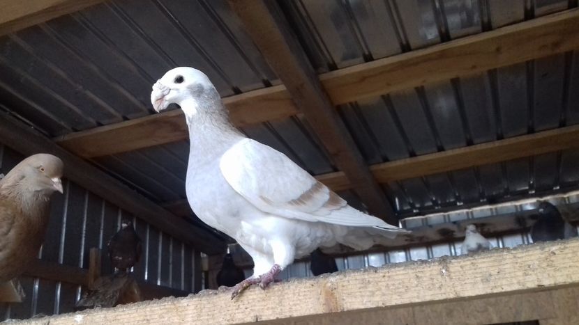 mascul - voiajor german