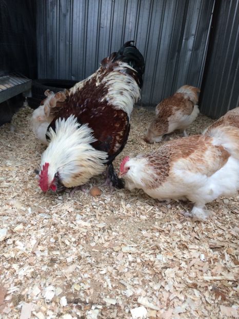 73F94F52-76C7-470F-BD60-2681257B323C - 2019 Faverolles