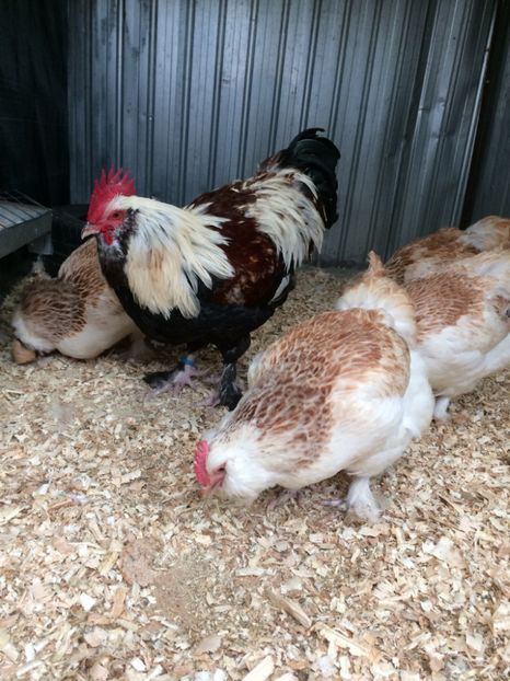 66D9C70B-31FD-47AF-8473-C5D23DFA02FC - 2019 Faverolles