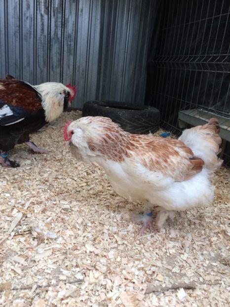 C727B402-F9A7-4D60-9655-8CF6C5AD689B - 2019 Faverolles