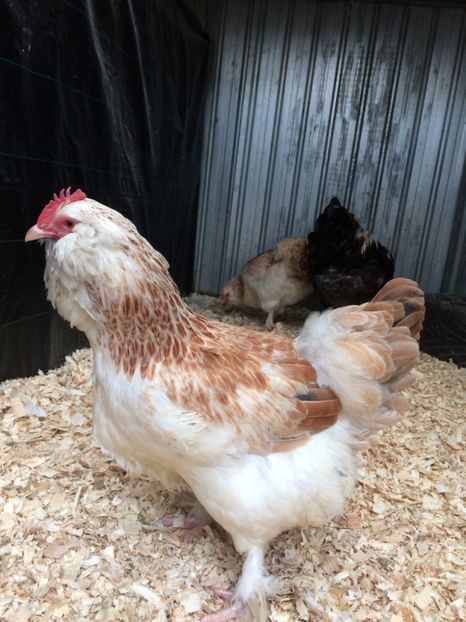 8E75241F-6C7C-484C-91C1-7EC507A6B5E8 - 2019 Faverolles