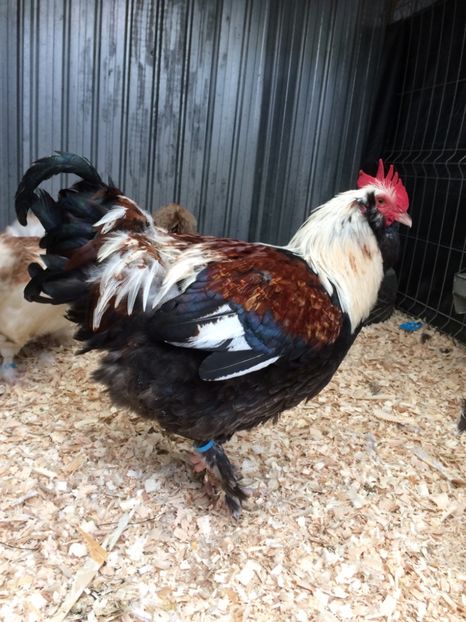 139799BF-F1CA-4DA0-821A-A378FE2BA8C6 - 2019 Faverolles