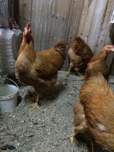 5FDE564B-B9FB-4334-8B24-FBFDD148A881 - 2019 Plymouth galben