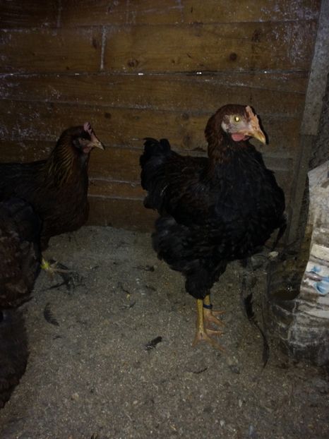 53352301-4A38-4C7E-B8C9-DB120366077F - 2019 Plymouth potarnichiu