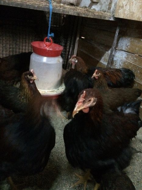 CFB5A5EA-CD3F-48FD-B723-3D700FF2723F - 2019 Plymouth potarnichiu