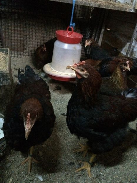 D121BCF7-4490-444E-BC54-443E0FBAD519 - 2019 Plymouth potarnichiu