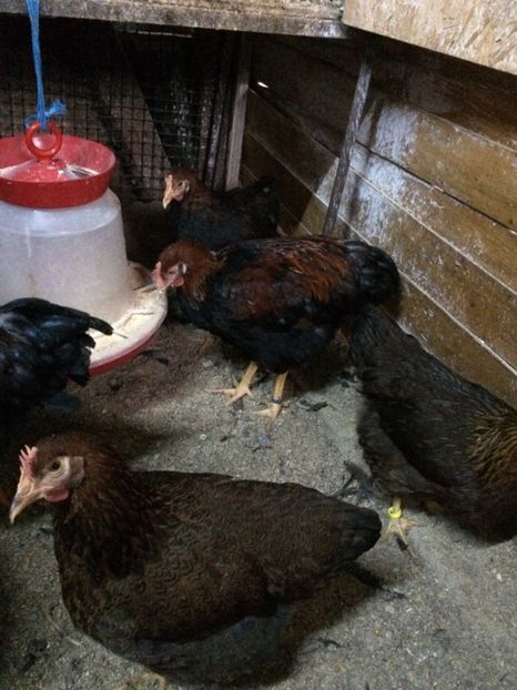 725ACEFB-6A90-4673-8E76-4EF6B5E2005A - 2019 Plymouth potarnichiu