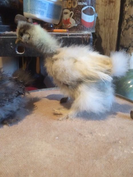 4579BB7E-F235-4ED3-A973-266B5C2F8F82 - 2019 PUI