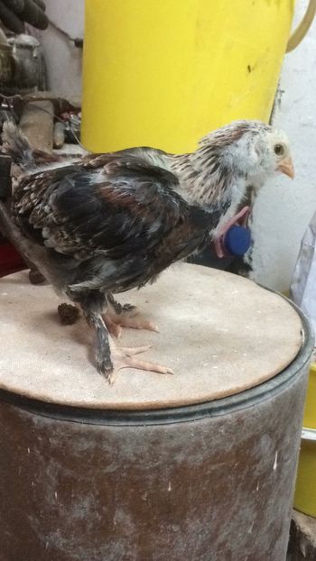 C6E04266-8F05-410A-A373-AADEC2576AD0 - 2019 PUI