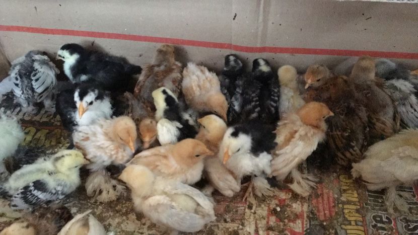 D2ECEB16-AFE0-4BFB-A4C3-6D4A90030CBA - 2019 PUI