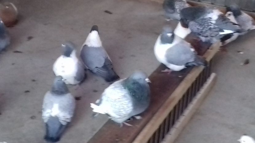 la gramada - strasser