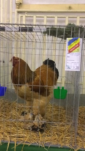 BCDFF872-7225-407B-92F8-AC5CF47835A2 - 2019 Expoziția anuală de animale mici și păsări de rasa Turda