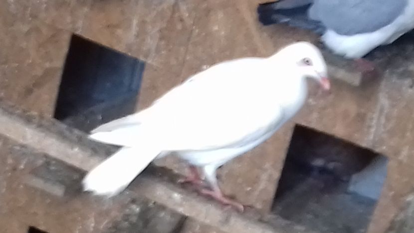 mascul - jucator de kasel