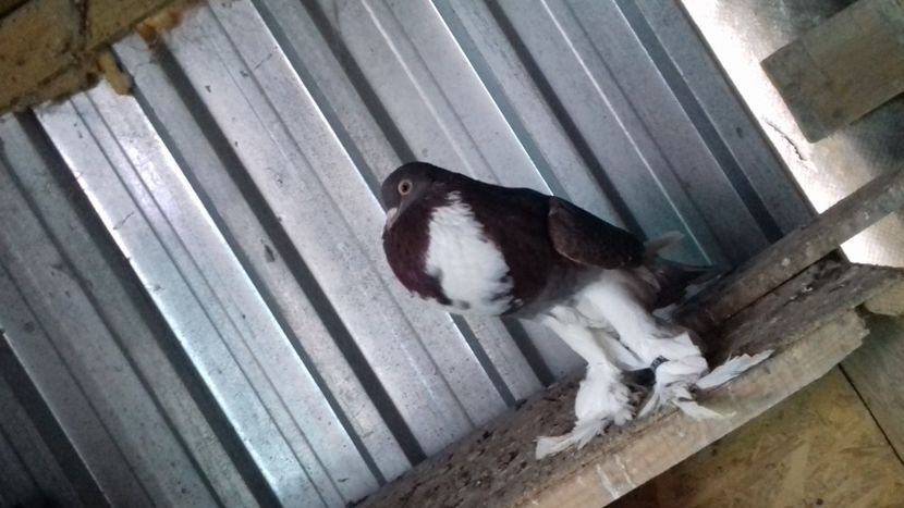 femela - gusat de pomerania