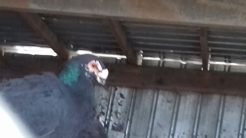 mascul - curanculat de oradea