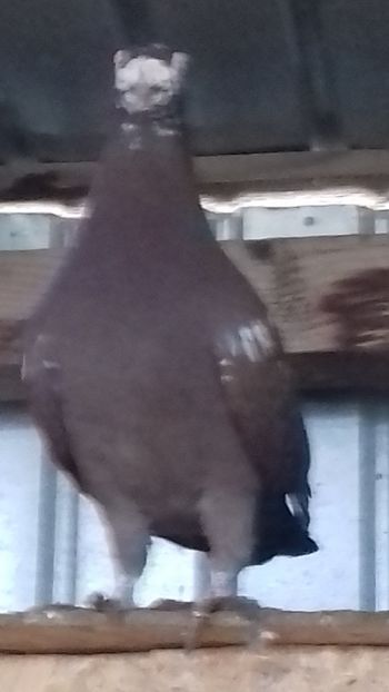 mascul - curanculat de oradea