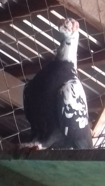 mascul - curanculat de oradea