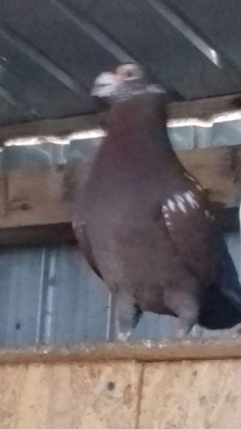 mascul - curanculat de oradea