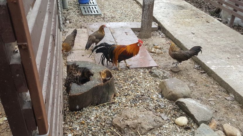  - Phoenix pitic matca 2019