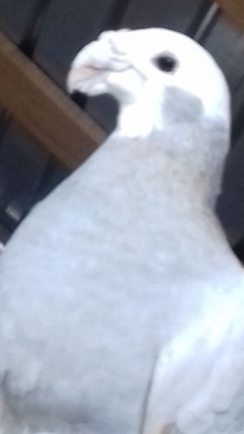 mascul - voiajor german