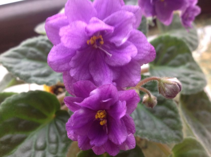 Eschimo Kisess - Violete de colecție cand nu poti sa te oprești 2018aprilie