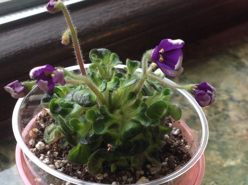 Senk s Horned Blossom - Violete de colecție cand nu poti sa te oprești 2018aprilie