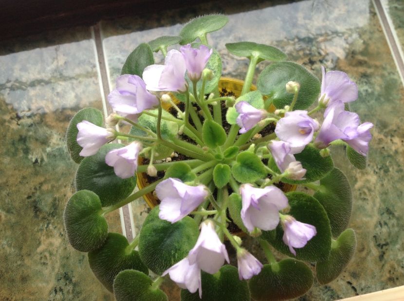 N Robinzon - Violete de colecție cand nu poti sa te oprești 2018aprilie