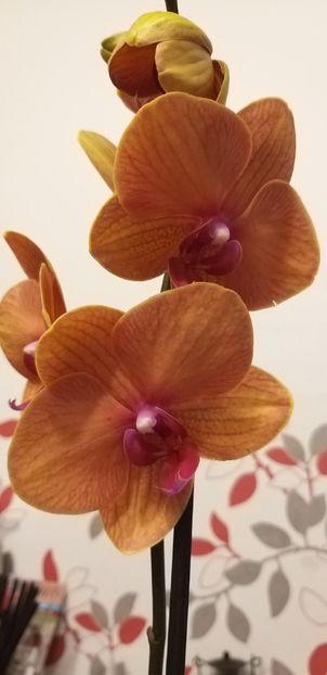  - Phalaenopsis2