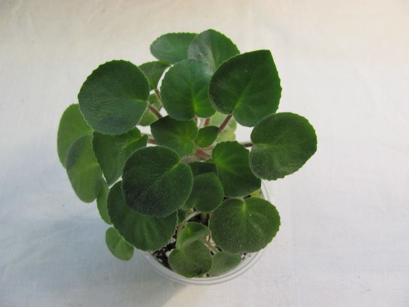  - ZZZSaintpaulia magungensis var minima