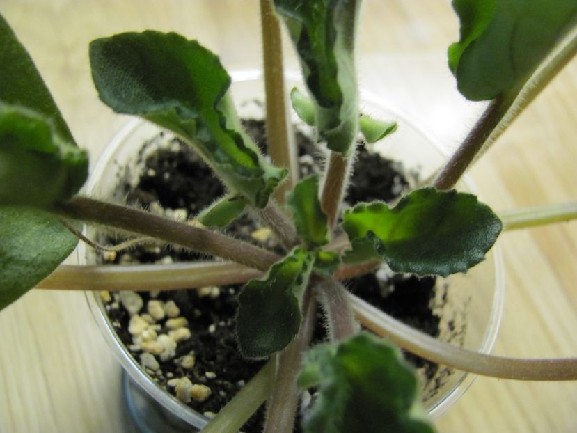  - ZZZZZBol s Evening Irja