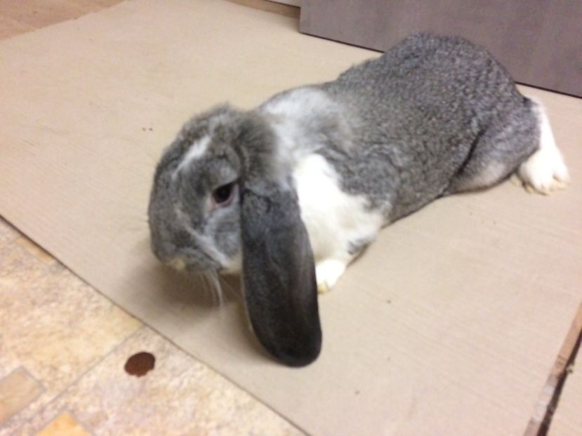 182B5DB3-0F73-42E9-8C3E-2F7FFC54B695 - TINERET DE VÂNZARE