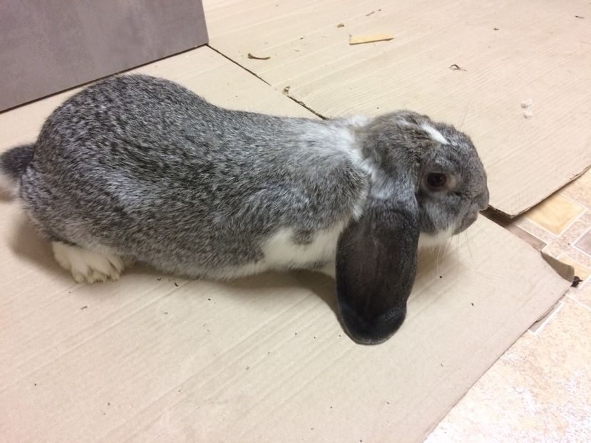 70704A2F-6B29-488A-ADEF-479094F102FC - TINERET DE VÂNZARE