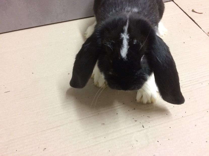 4ABB1E5D-AFFE-47BC-8C4D-1607D24D55BE - TINERET DE VÂNZARE