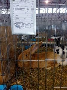 110320256_VOVEPRT - Amintiri Dragi cu iepurii care au fost la mine in crescatorie