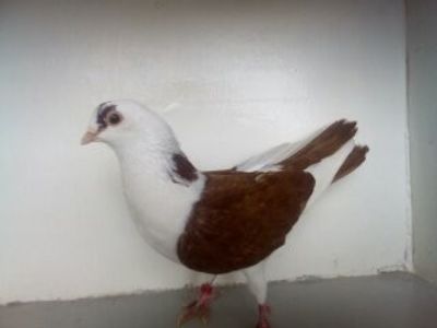  - PORUMBEI CARE MI AU APARTINUT