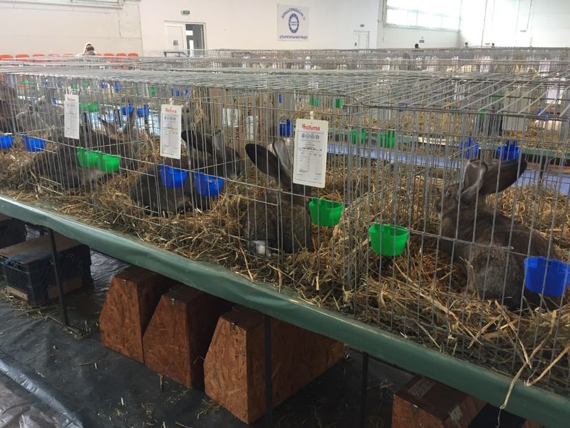 4EA1D012-5FC3-4DA3-A4E9-F822F1637298 - 0 Rezultate cupa Transilvaniei Brașov 22-24 Febr 2019