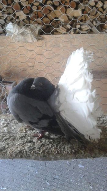 received_1364022743632493 - Porumbei vanduti